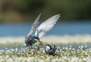 Montier Photo Festival