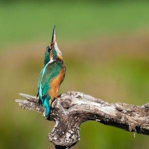 Montier Photo Festival