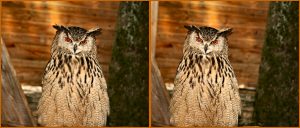 Hibou - Charles Clerc