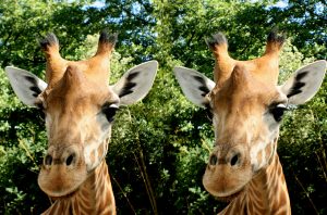 Girafe - Henriette Magna-Clerc