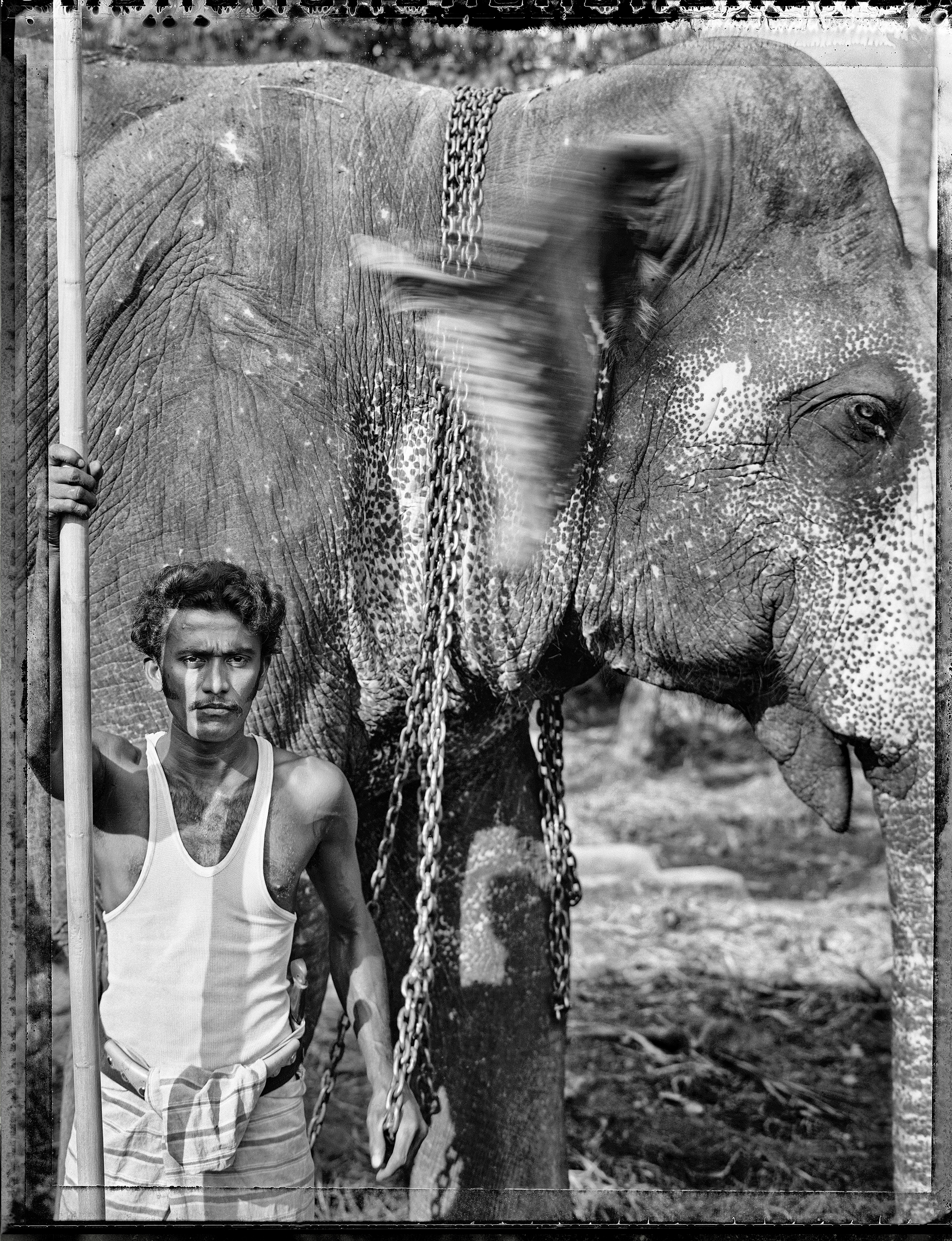 Cornack sri lanka - libre de droits