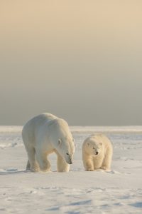 Montier Photo Festival