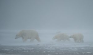 Montier Photo Festival