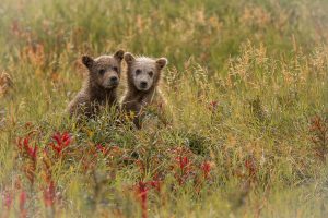 Montier Photo Festival