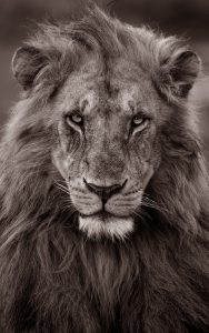 Lion Staring - eric isselée
