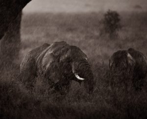 Wet Elephants in Torrential Rain - eric isselée