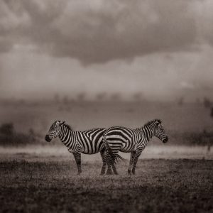 Two Zebras Under the Storm - eric isselée