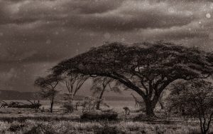 Giraffe walking in the rain against the light - eric isselée