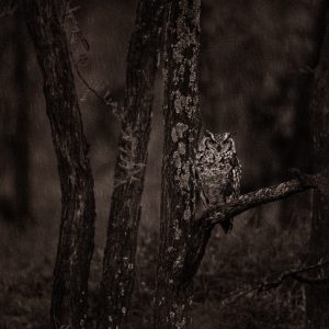 African owl in the undergrowth under light rain - eric isselée