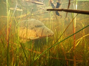 Montier Photo Festival