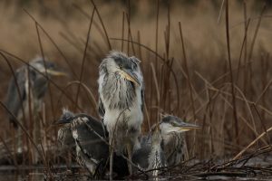 Montier Photo Festival