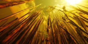 Montier Photo Festival