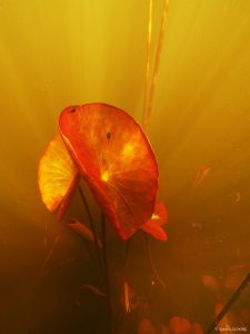 Montier Photo Festival