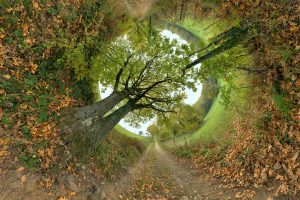 Vision automnale - Patrick Jacquet