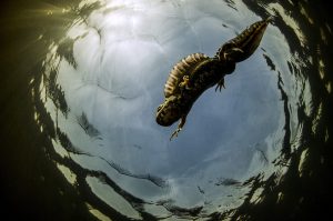 Apnea - Yannick Gouguenheim