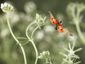 Envol d'une coccinelle - Ghislain Simard