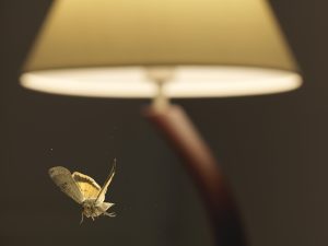 Fiancée en vol devant une lampe - Ghislain Simard