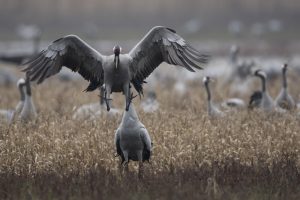 Montier Photo Festival