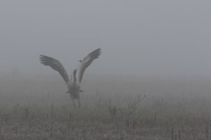 Montier Photo Festival