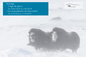 Dovrefjell - Norvège - Patrick delieutraz