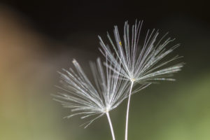 Phototem, Photo & Nature - Phototem, Photo & Nature