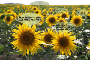 DIALOGUE ENTRE DEUX TOURNESOLS - SERGIO SANNA