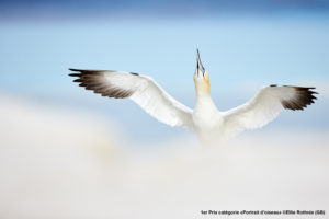 Un Concours Photo de haut vol - Ellie Rothnie