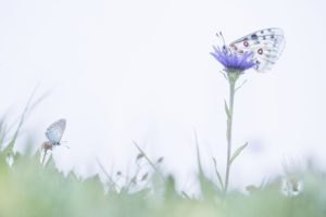 Aquarelle de Papillons - Thomas Delahaye