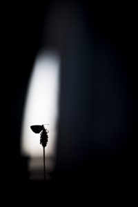 Ray of Light - Thomas Delahaye