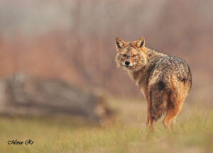 Chacal doré (Canis aureus), Ultima Frontiera Reserve - Delta du Danube. - M. R. Romero