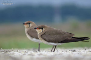 Glareole à collier (Glareola pratincola), Delta du Danube. - L. Boscain