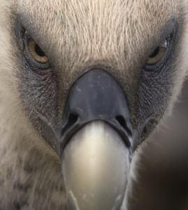 Vautour fauve (Gyps fulvus), placette d’équarrissage naturel, Espagne. - I. Maiorano