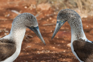 Parade de Fous à pieds bleus, Galapagos - ©Bruno Pambour