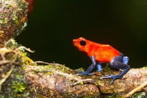 Dendrobate rouge - Maxime Aliaga