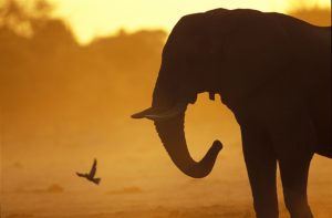 éléphant coucher de soleil botswana - michel bureau