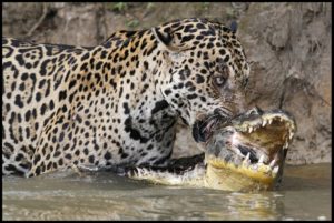 jaguar caïman Brésil - Patrick Fagot