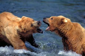 ours grizzly Alaska - Régis Cavignaux