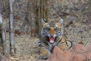 tigre Inde - Claudy Guiot