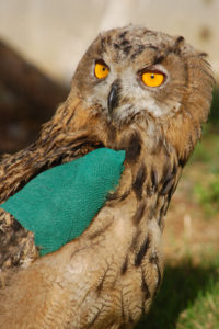 Hibou grand duc avec aile fracturée - Gilles MOYNE