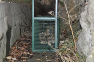 Capture/sauvetage d'un lynx orphelin - Gilles MOYNE
