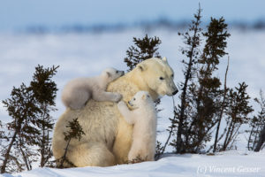 Séjours et croisières en Arctique - Vincent Gesser