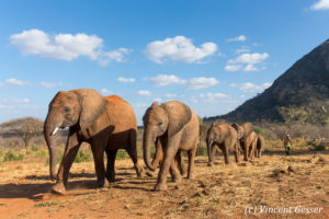 Safaris en Afrique - Vincent Gesser