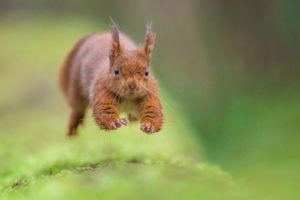 Run to the hills - DAVY Nicolas