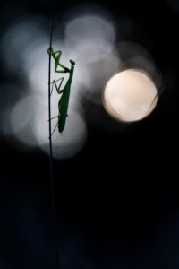 Pleine lune - DAVY Nicolas