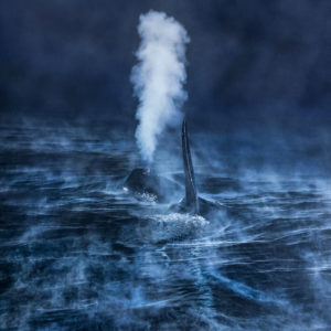 Un souffle dans la nuit polaire - GDTEWPY 2016, Audun Rikardsen - Norvège
