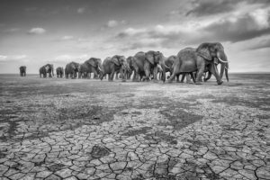 Éléphants sur un sol craquelé - GDTEWPY 2016, Federico Veronesi - Italie