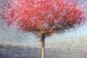 « Le plus grand « Le plus grand arbre est né d'une graine menue » - Lao-Tseu - Olivier Mühlhoff