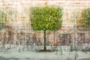 « L’arbre cubique » - Olivier Mühlhoff