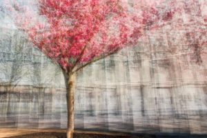 « Chaque goutte de sève contient la plénitude de l'arbre entier » - Maharishi Mahesh Yogi - Olivier Mühlhoff