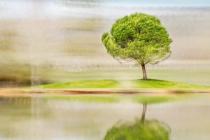 « L'arbre devient solide sous le vent » - Sénèque - Olivier Mühlhoff